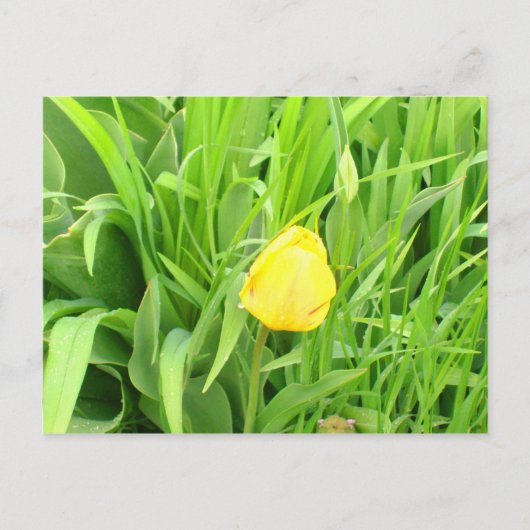 Lente Tijd 5 Briefkaart (Voorkant)