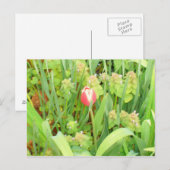 Lente Tijd 6 Briefkaart (Voorkant / Achterkant)