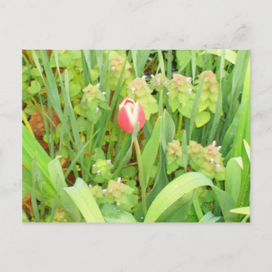 Lente Tijd 6 Briefkaart (Voorkant)