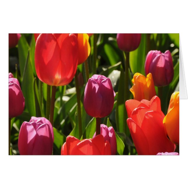 Lente tulp schoonheid (Voorkant Horizontaal)