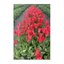 Lente Tulpen in de PNW Acryl Art