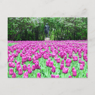 Lente Tulpen in het Briefkaart van de Engelse tuin