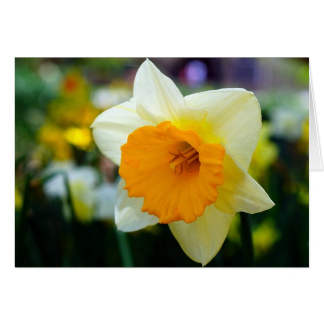 Lente van Beauty (Voorkant Horizontaal)