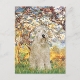Lente - Wheaten Terrier 7 Briefkaart
