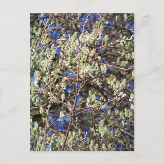 LENTE WILG BRIEFKAART (Voorkant)