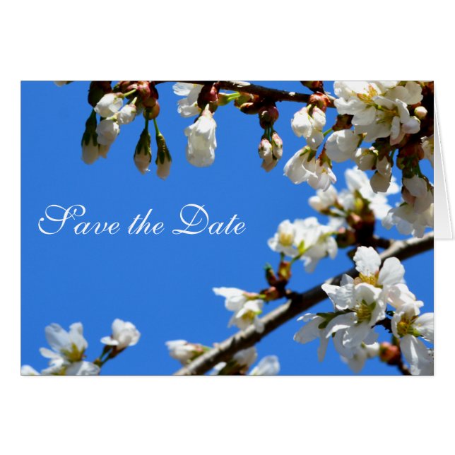 Lente witte kersenbloesem (Voorkant Horizontaal)