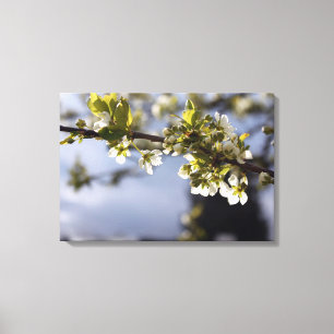 lentebloeitak witte kersen canvas afdruk