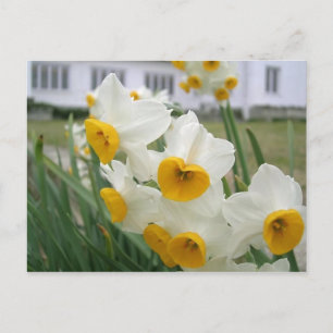 Lentebloemen in Bloeiende Tuin Briefkaart