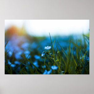 Lentebloemen in het veld poster