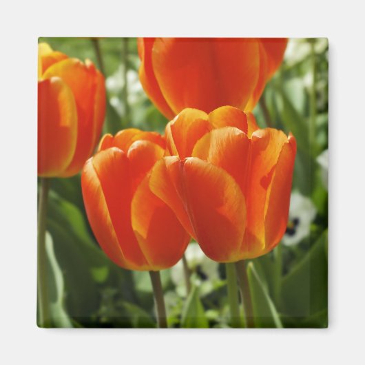 Lentebloementuin Magneet (Voorkant)