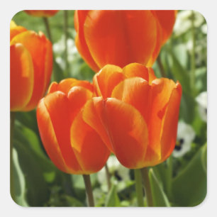Lentebloementuin Vierkante Sticker