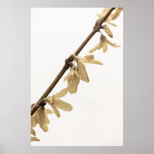 Lentedouches op Forsythia Flowers Poster (Voorkant)