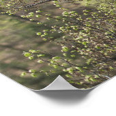 Lentegroen in het Poster van het ontwakende bos (Hoek)