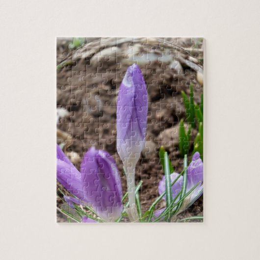 Lentekrokussen Legpuzzel (Verticaal)
