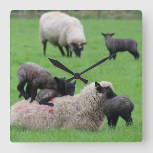 Lentemalk en schaap vierkante klok