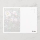 Lenten Roos Briefkaart (Achterkant)