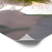 Lenten Roos. Helleborus Poster (Hoek)