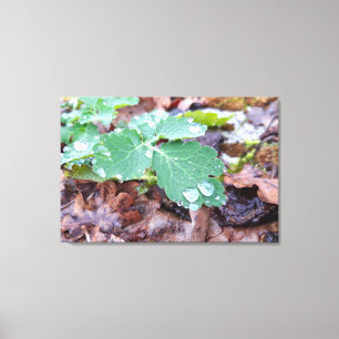 Lenteontwaken, regendagen canvas afdruk