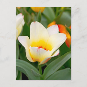 Lentereclosetupfoto van tulp briefkaart