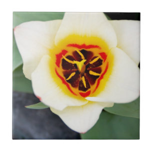 Lentereclosetupfoto van tulp tegeltje