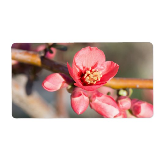 lentesbloem etiket (Voorkant)