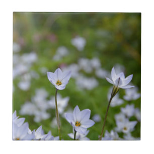 Lentesbloem Tegeltje