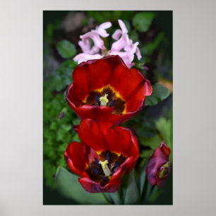 Lentesontzoening, Tulpen Poster