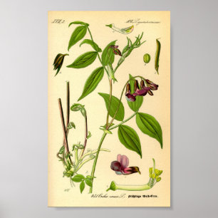 Lentetch (Lathyrus vernus) Poster