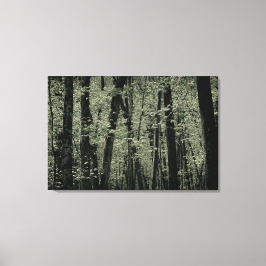 Lentetomen Canvas Afdruk (Voorkant)