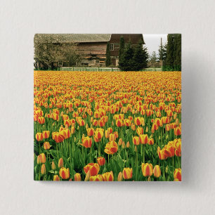 Lentetulpen bloeien voor een oude schuur. vierkante button 5,1 cm