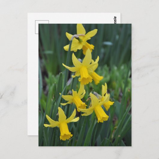 lenteverkledij briefkaart (Voorkant / Achterkant)