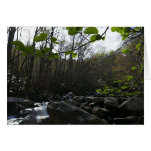 Lentevers aan de kleine duif