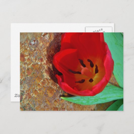 Lentgele en rode tulp briefkaart (Voorkant / Achterkant)