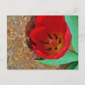 Lentgele en rode tulp briefkaart (Voorkant)