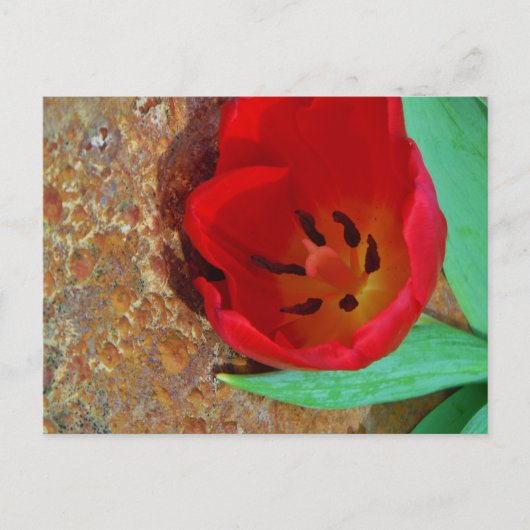 Lentgele en rode tulp briefkaart (Voorkant)