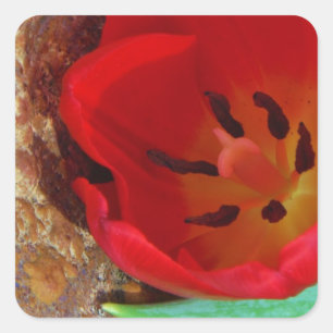 Lentgele en rode tulp vierkante sticker