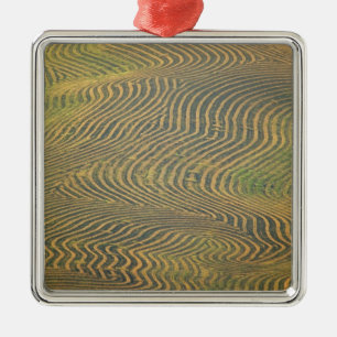 Lentilerwten, voorgerold en nog niet geoogst in metalen ornament