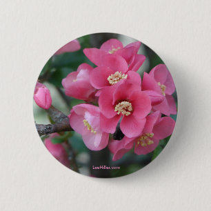 Lentroze bloeiende bloeiende kweepel ronde button 5,7 cm