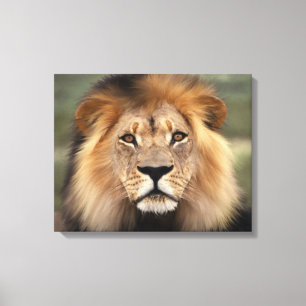 Leon - De koning van het Oerwoud Canvas Afdruk
