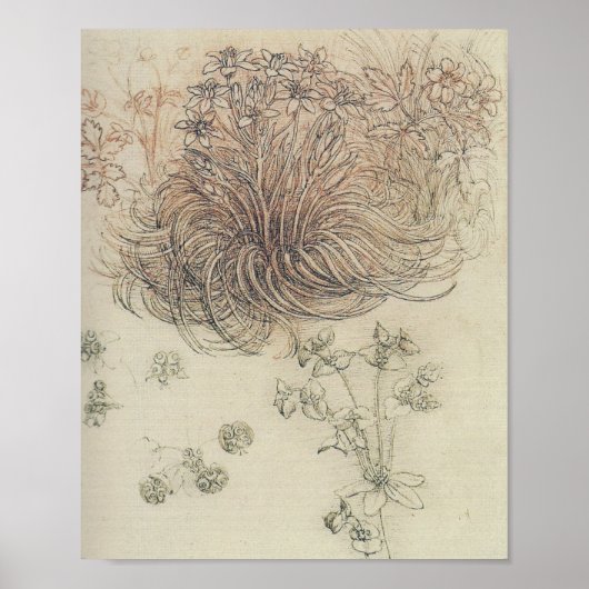 Leonardo Botanical Study Poster (Voorkant)