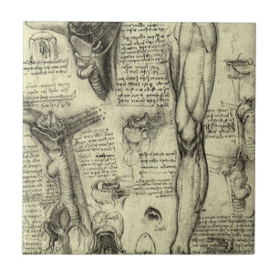 Leonardo da Vinci Antieke Menselijke Anatomie Stro Tegeltje