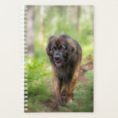 Leonberger (Devant)