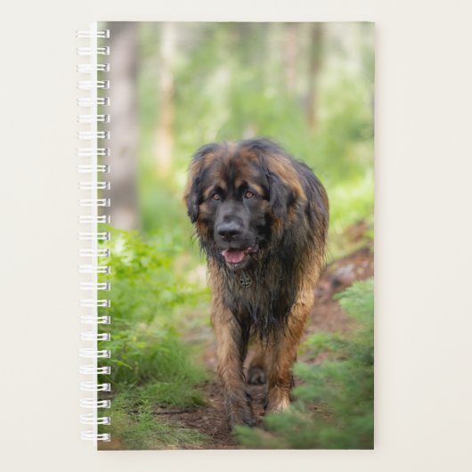 Leonberger (Devant)