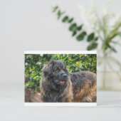 leonberger 3 briefkaart (Staand voorkant)