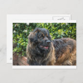 leonberger 3 briefkaart (Voorkant / Achterkant)