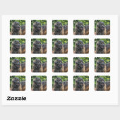 leonberger 3 vierkante sticker (Vel)