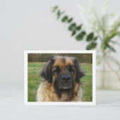 leonberger briefkaart (Staand voorkant)