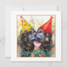 Leonberger Happy Birthday