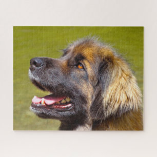 Leonberger Hondenras Jigzaag. Legpuzzel