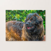 Leonberger Hondenras Jigzaag. Legpuzzel (Horizontaal)